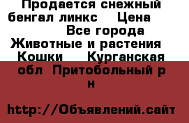 Продается снежный бенгал(линкс) › Цена ­ 25 000 - Все города Животные и растения » Кошки   . Курганская обл.,Притобольный р-н